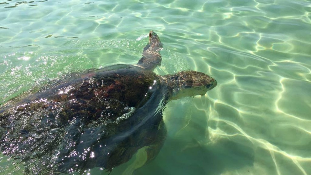 gulfarium-sea-turtles-release-day-x