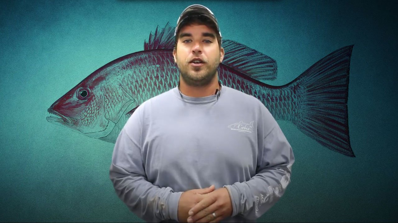 Introducing the New "Destin Fishing Report" Video Series