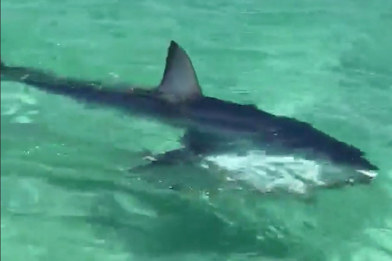 Mako shark spotted in Destin near 'Capt. Daves on the Gulf'