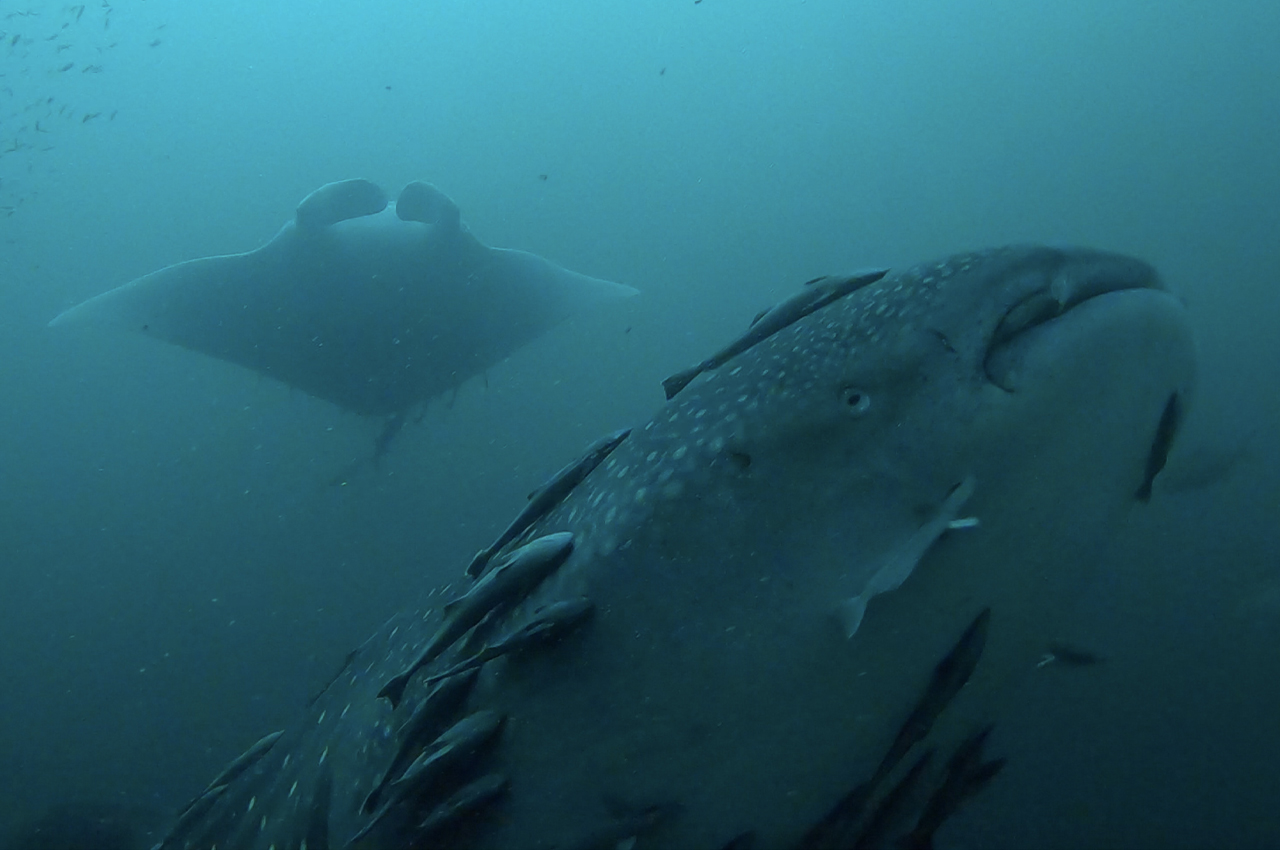 Whale shark and manta ray spotted at Liberty Ship artificial reef in Destin, Florida