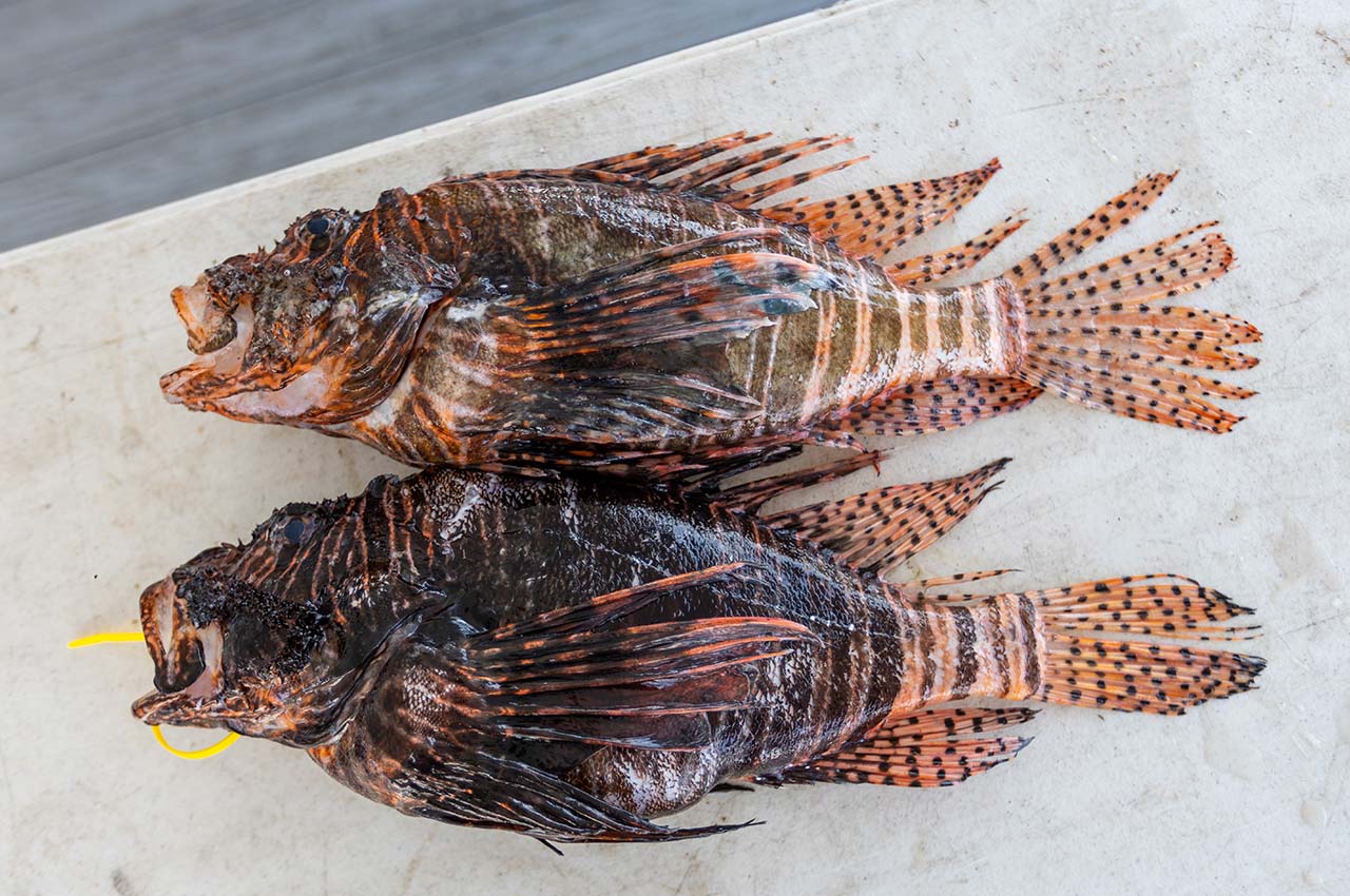 Record-breaking 24,699 lionfish removed during 2023 Emerald Coast Open  Lionfish Tournament