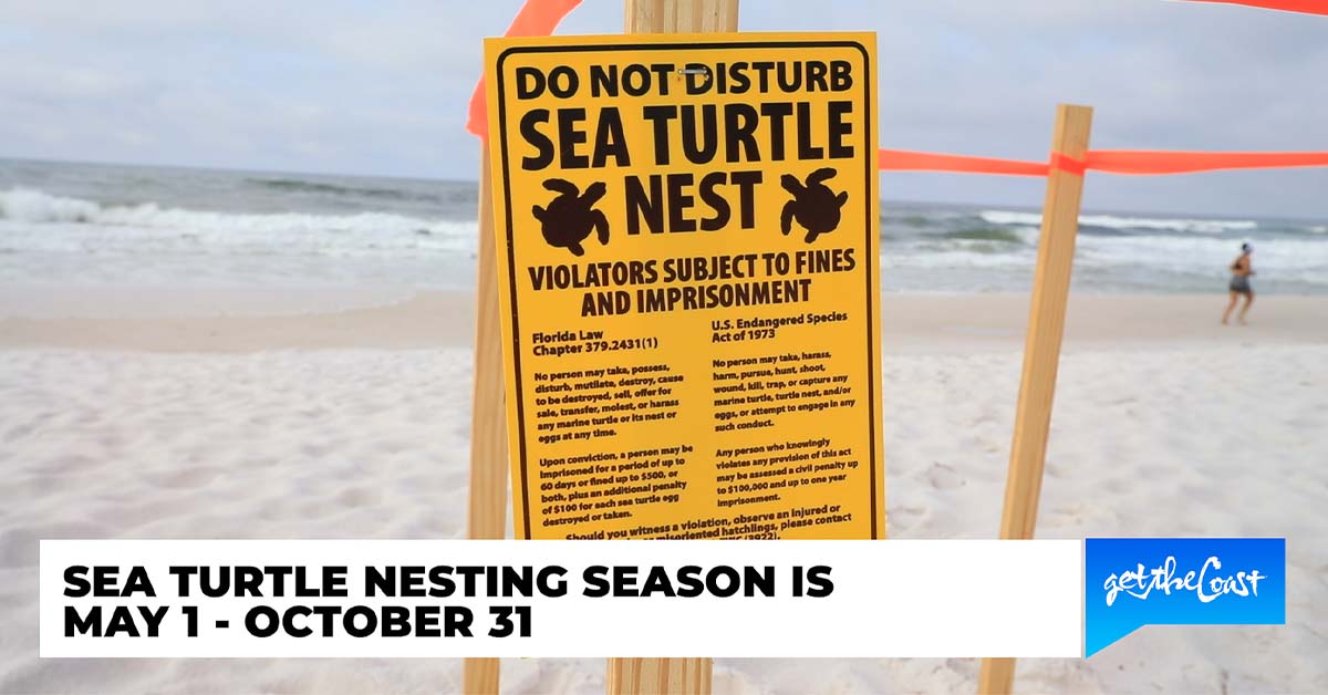 Sea turtle nesting season begins in DestinFort Walton Beach. Here