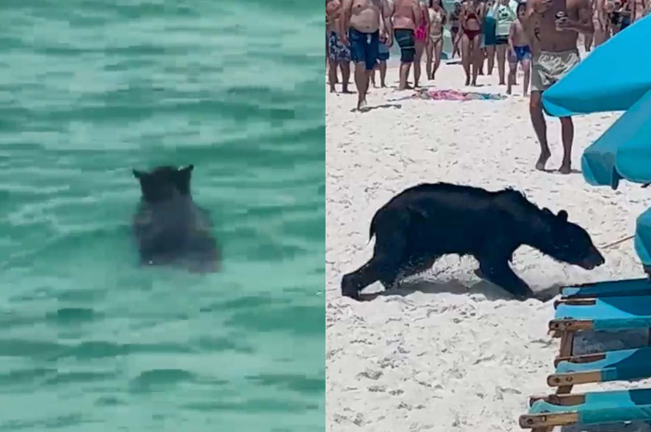 Black Bear Spotted Emerging from Gulf of Mexico in Destin